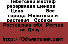 Тибетский мастиф резервация щенков › Цена ­ 100 000 - Все города Животные и растения » Собаки   . Ростовская обл.,Ростов-на-Дону г.